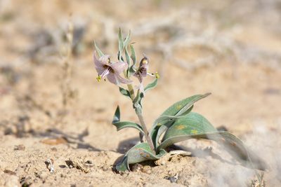 Fritillaria karelinii, photographed by Kudaibergen Amirekul