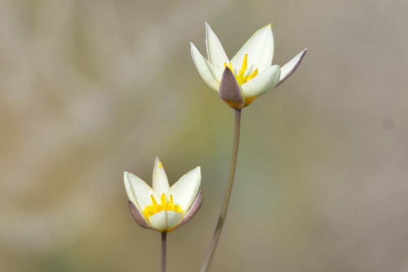 Tulipa bifloriformis, photographed by Kudaibergen Amirekul