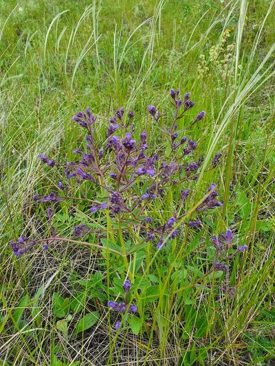 Nepeta ucranica, photographed by Анна Митрошенкова