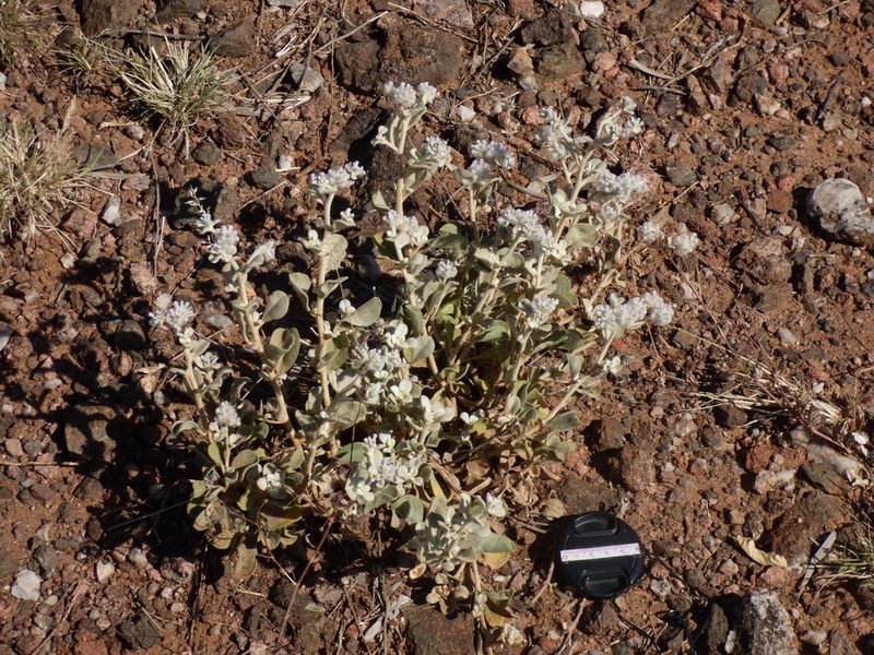 Ptilotus obovatus, photographed by garrytre