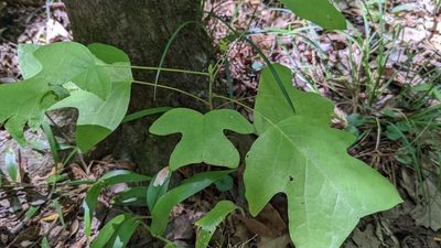 Liriodendron tulipifera, photographed by Joseph Aubert