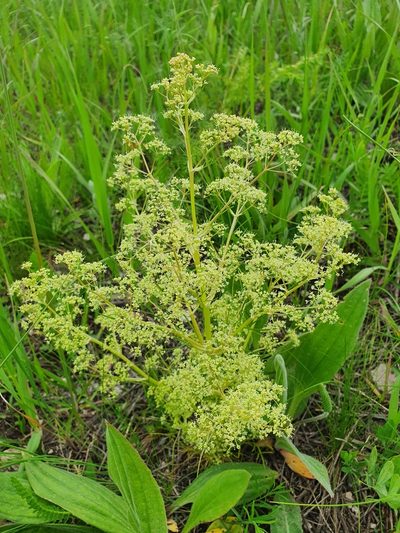 Trinia multicaulis, photographed by Анна Митрошенкова