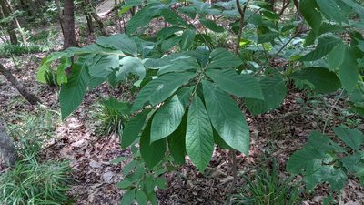 Asimina triloba, photographed by Joseph Aubert
