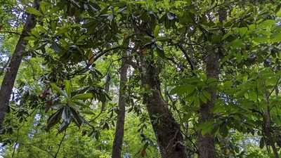 Magnolia grandiflora