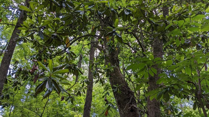 Magnolia grandiflora, photographed by Joseph Aubert