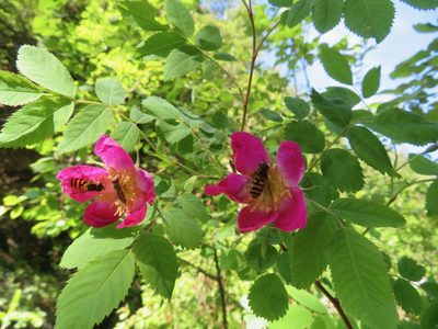Rosa pendulina, photographed by Marco Mussita