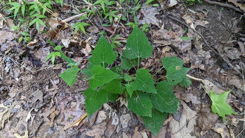 Mikania cordifolia, photographed by Joseph Aubert