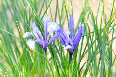 Iris tenuifolia, photographed by Kudaibergen Amirekul