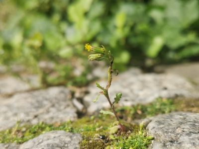 Senecio vulgaris, photographed by Alexis Tinker-Tsavalas