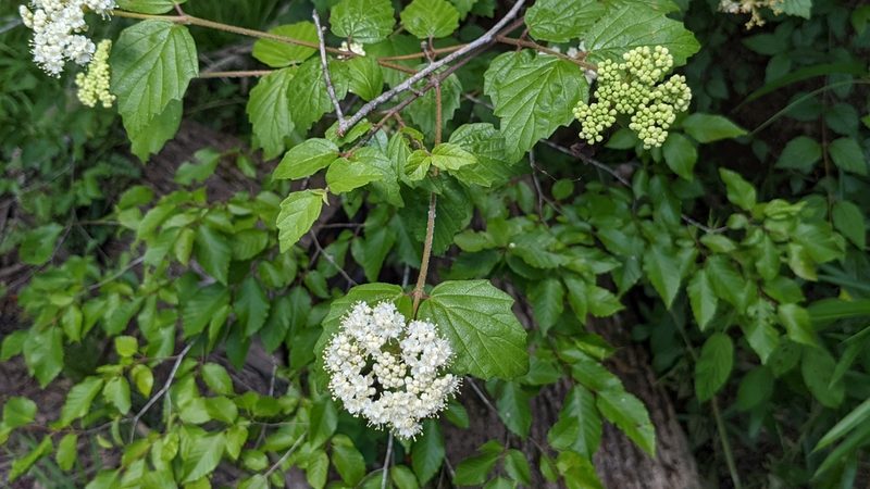 Viburnum scabrellum, photographed by Joseph Aubert
