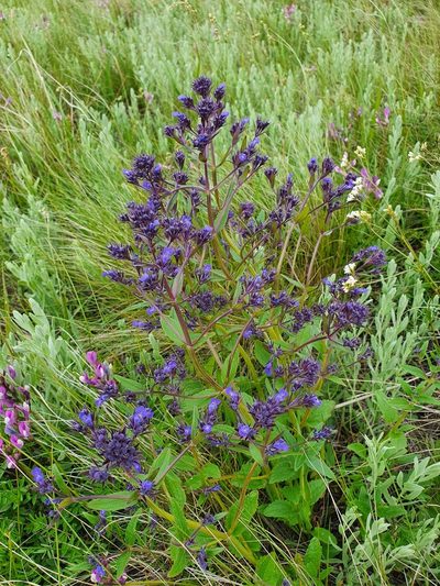 Nepeta ucranica, photographed by Анна Митрошенкова