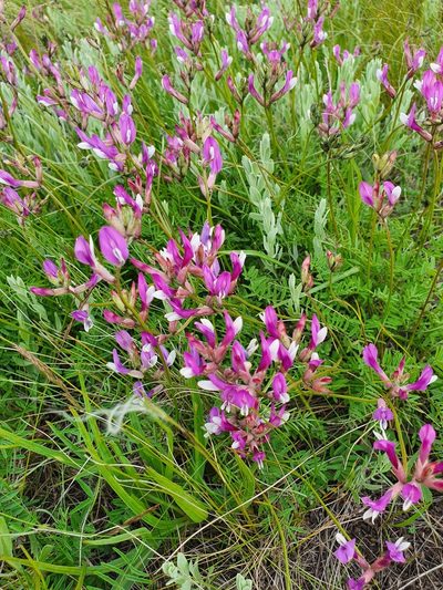 Astragalus macropus, photographed by Анна Митрошенкова
