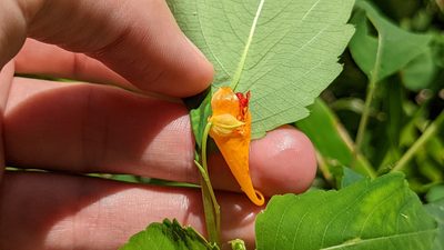 Impatiens capensis, photographed by Joseph Aubert