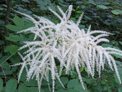 Aruncus dioicus, photographed by Attila Oláh