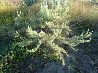 Ozothamnus leptophyllus, photographed by Arnim Littek