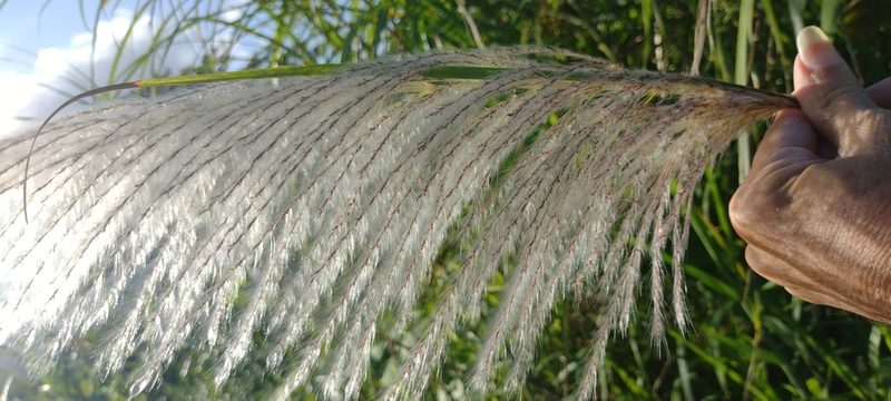 Saccharum spontaneum, photographed by Dana Lee Ling