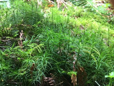 Polytrichastrum alpinum, photographed by Robyn Hanson