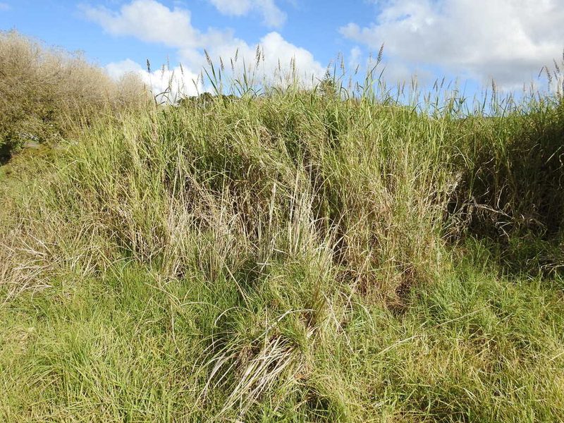 Echinochloa pyramidalis, photographed by Paul Emms