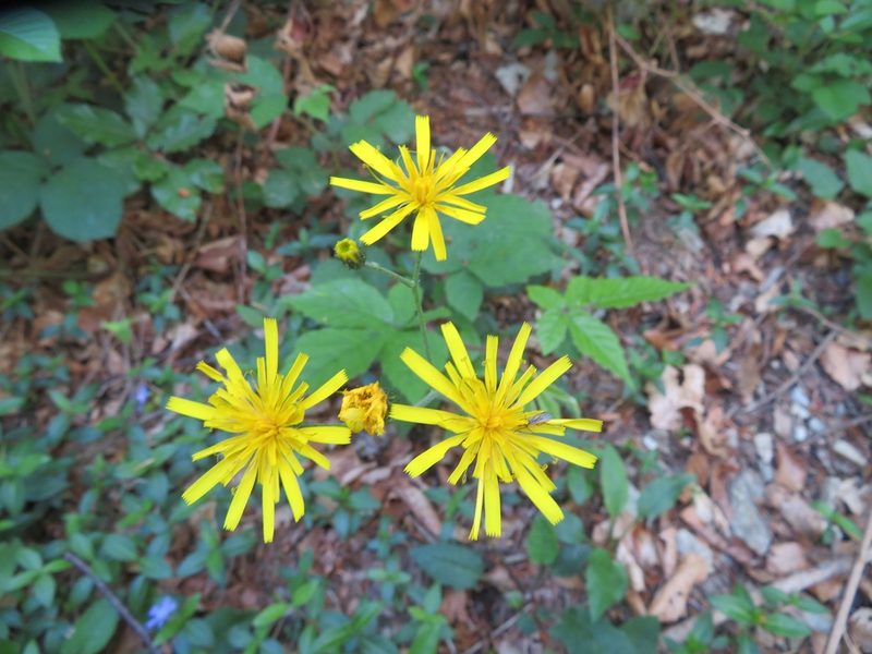 Hieracium murorum, photographed by Marco Mussita