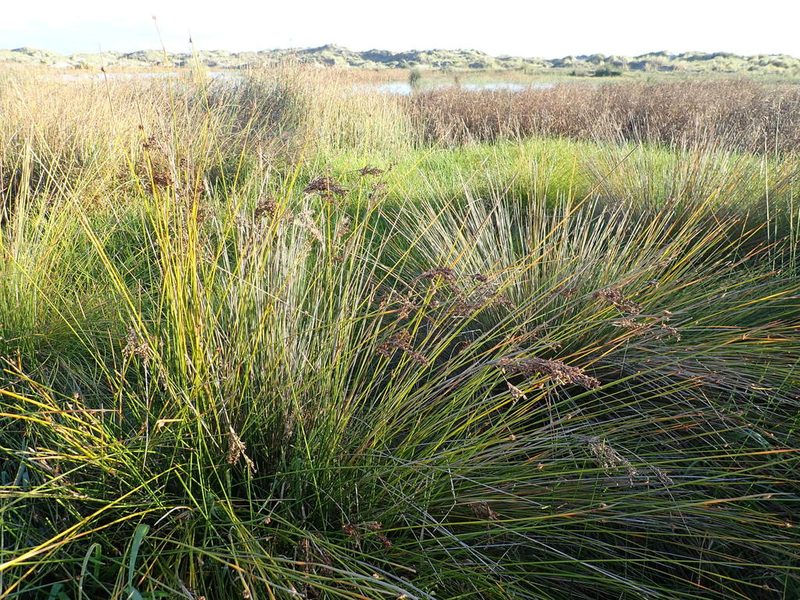 Juncus kraussii, photographed by Arnim Littek