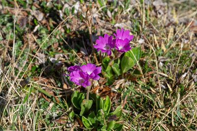 Primula clusiana, photographed by Philipp Pavelka