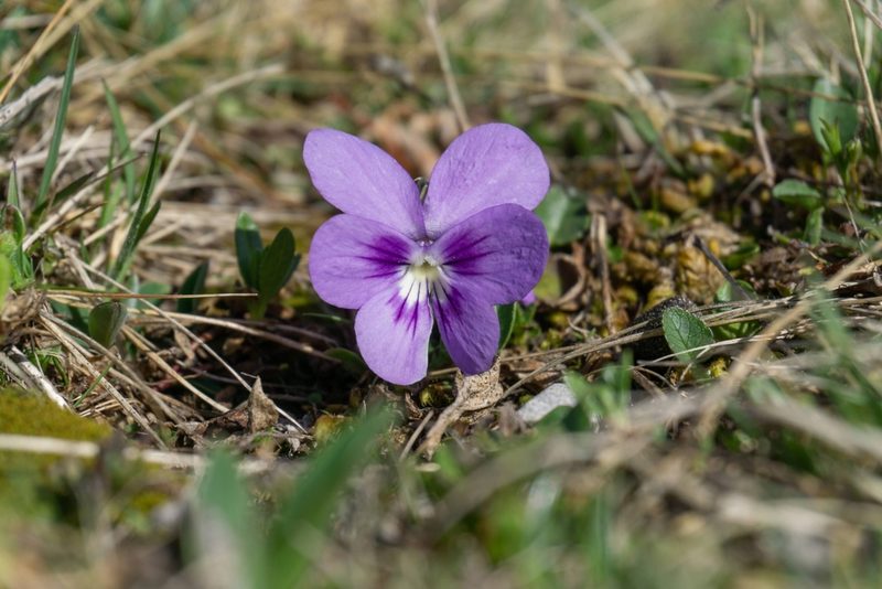 Viola alpina, photographed by Philipp Pavelka
