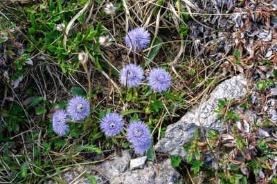 Globularia nudicaulis, photographed by Philipp Pavelka