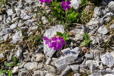 Primula clusiana, photographed by Philipp Pavelka