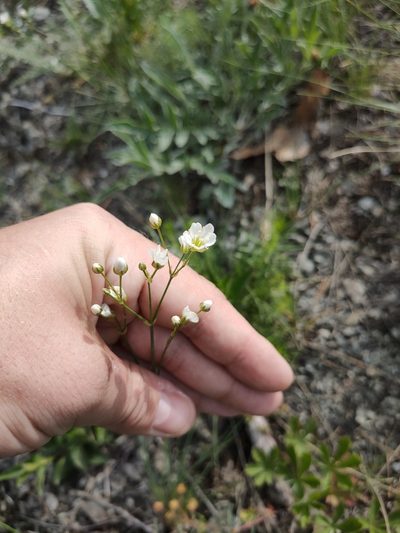 Eremogone saxatilis, photographed by Евгений Егорейченков
