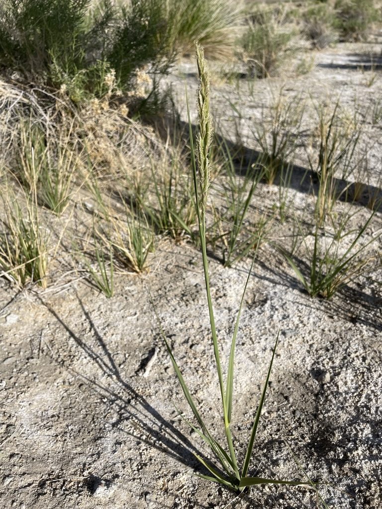 Sporobolus hookerianus, photographed by Matt Berger
