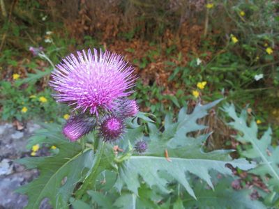 Cirsium alsophilum, photographed by Marco Mussita