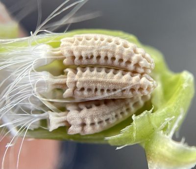 Glyptopleura marginata, photographed by Matt Berger