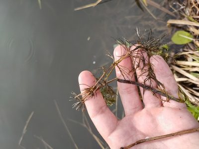 Ceratophyllum demersum, photographed by Евгений Егорейченков