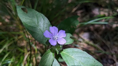 Ruellia caroliniensis, photographed by Joseph Aubert