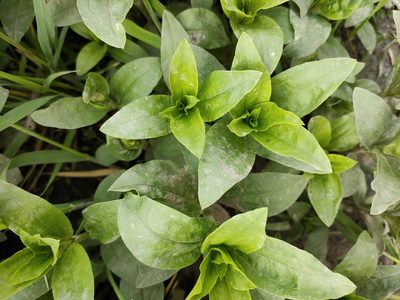 Saponaria officinalis, photographed by Евгений Егорейченков