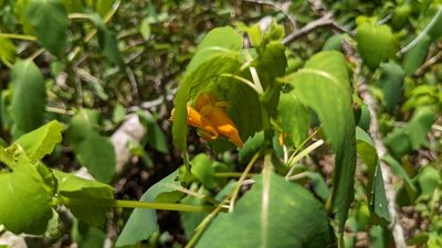 Impatiens capensis, photographed by Joseph Aubert