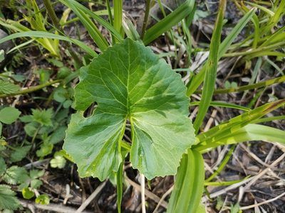 Petasites radiatus, photographed by Евгений Егорейченков