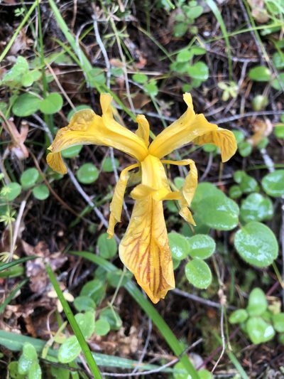 Iris innominata, photographed by Kieran Hanrahan