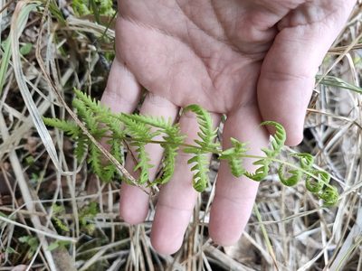 Thelypteris palustris, photographed by Евгений Егорейченков