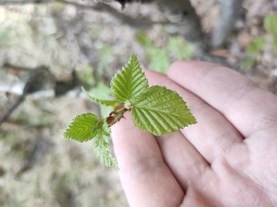 Betula pubescens, photographed by Евгений Егорейченков
