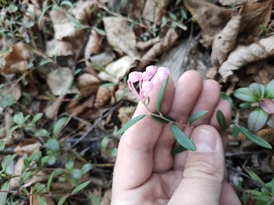 Andromeda polifolia, photographed by Евгений Егорейченков
