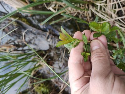 Salix myrsinifolia, photographed by Евгений Егорейченков