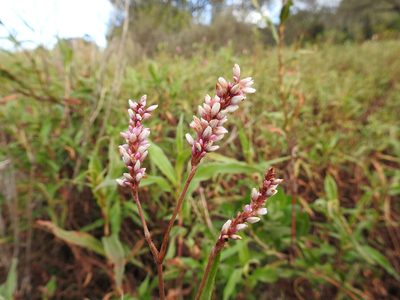 Persicaria madagascariensis, photographed by Paul Emms