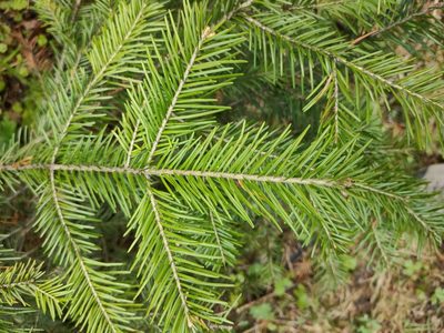 Abies sibirica, photographed by Евгений Егорейченков