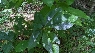 Aesculus pavia, photographed by Joseph Aubert