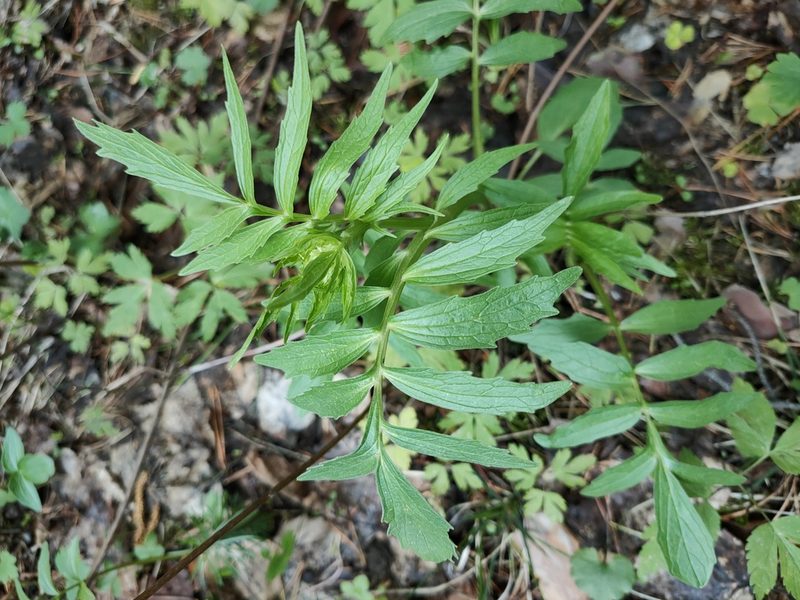 Valeriana wolgensis, photographed by Евгений Егорейченков