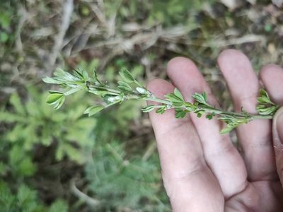 Chamaecytisus ruthenicus, photographed by Евгений Егорейченков