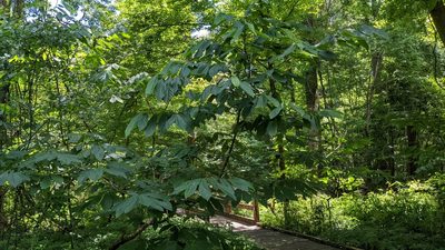 Asimina triloba, photographed by Joseph Aubert