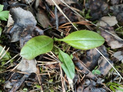 Succisa pratensis, photographed by Евгений Егорейченков