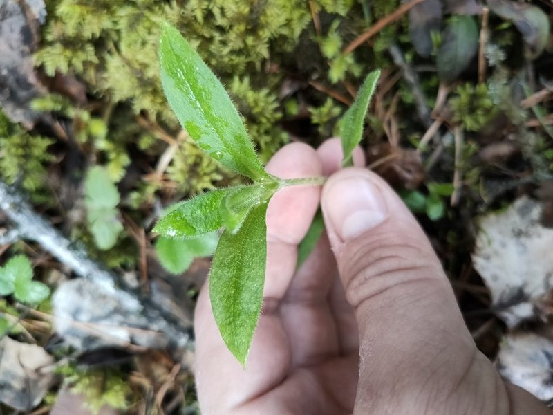 Cerastium pauciflorum, photographed by Евгений Егорейченков